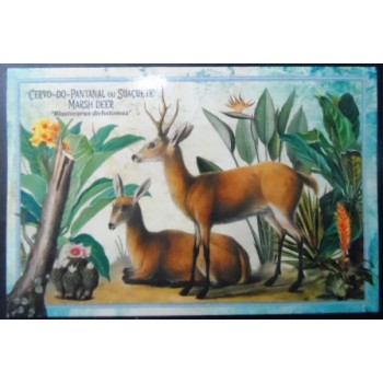 Cartão postal do Brasil de 2023 Cervo-do-Pantanal