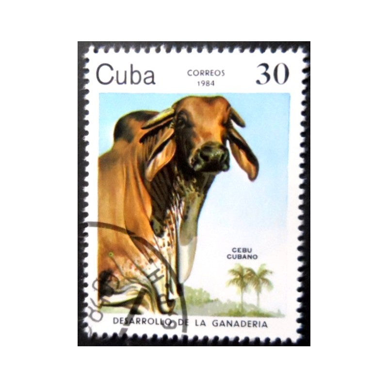 Selo postal de Cuba de 1984 Cuban Zebu NCC