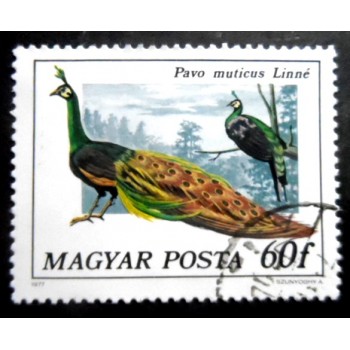 Selo postal da Hungria de 1977 Green Peafowl