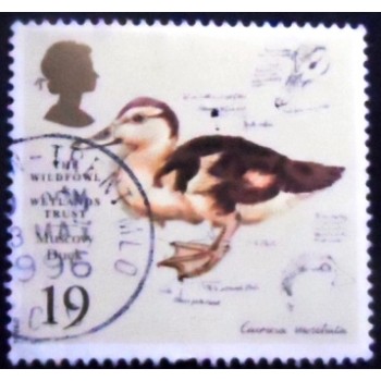 Imagem similar à do Selo postal do Reino Unido de 1996 Muscovy Duck